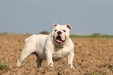 BULLDOG ANGLAIS 171